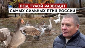 Под Тулой разводят самых сильных птиц России