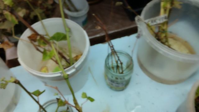 Спасаем новинки, и очень дорогие сорта винограда с невызревшей лозой на прививках