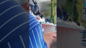 Голуби изголодались