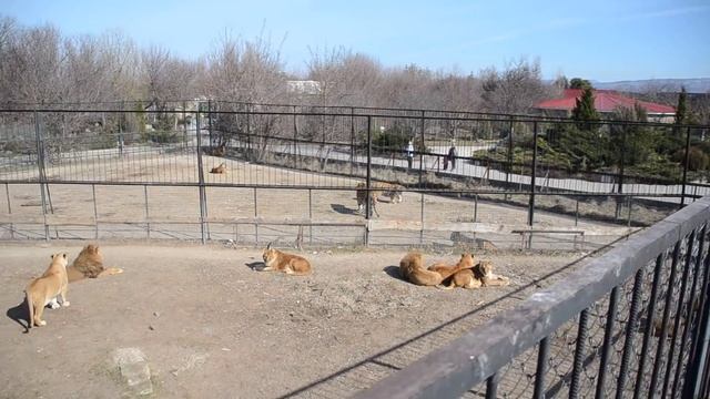 Наглость -второе счастье !!! смотреть онлайн