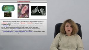 Прокариоты