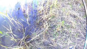 Лещ - хищник??? Ловим весеннего леща на спиннинг!