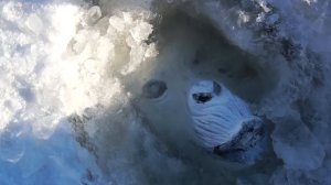 Эти опасные и жуткие находки мы нашли во льдах, где затонул снежный человек!