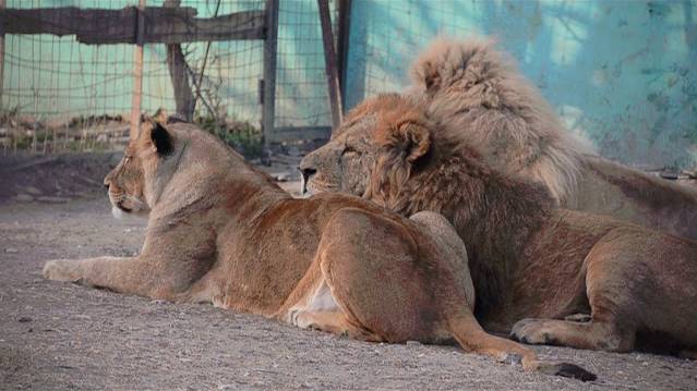 Молодой лев Леон огрызается на вожака !Львы возмущены ! смотреть онлайн