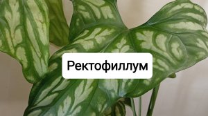 Ректофиллум