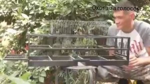ловим горихвостку на западок