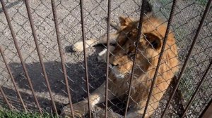 Лев Витя стал просто ТОЛСТЯКОМ !