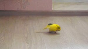 Как попугай насилует игрушку!!! Ему нужна подружка!)))