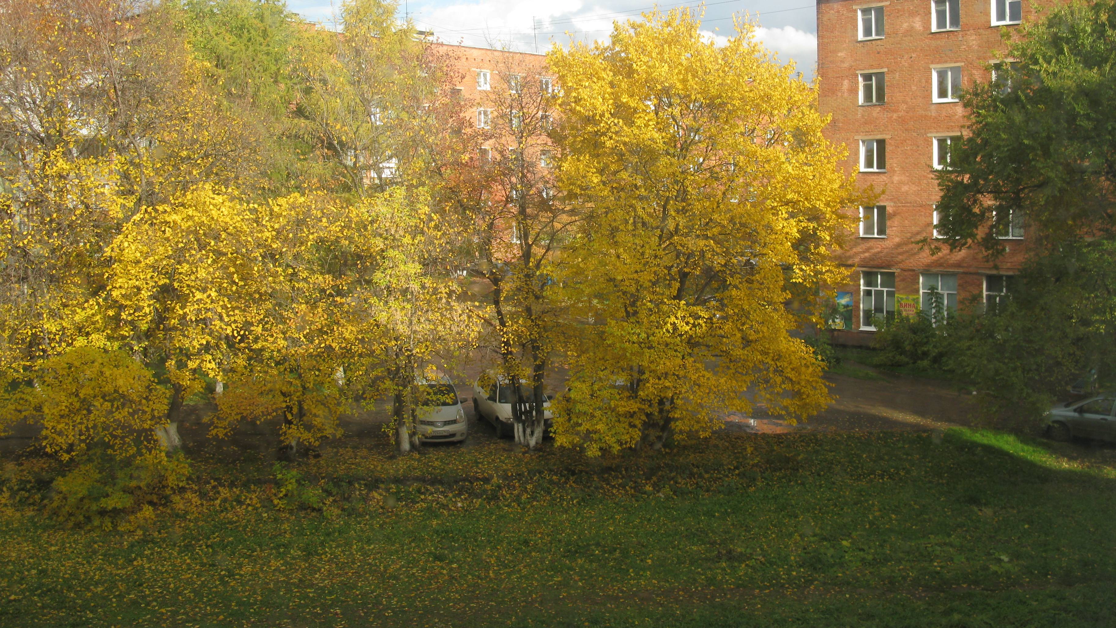 Осень. Уборка на окне. Уборка. Дома. Цветы. Уход за цветами. Обрезка. Лайк. #сезонконтентаRUTUBE