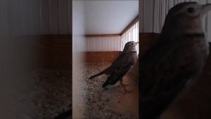 соло джурбая