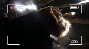 Мы расставили скрытые камеры в логове лешего, а там...