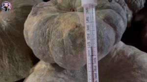 20 февраля хранение тыквы. Самая вкусная тыква