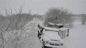 Львы  радуются  снегу  !