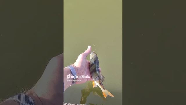 Огромный окунь на ультралайт Catch and release.