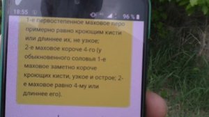 охота на соловья.как отличить южного от восточного.