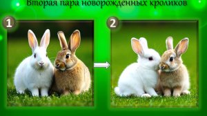 Кролики Фибоначчи