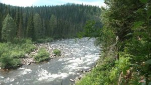 Видео релакс-Сибирская тайга