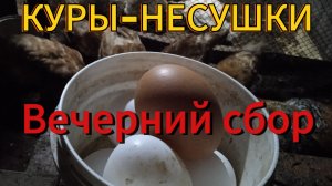 Куры-несушки. Вечерний сбор яиц