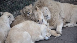 Любимая львица Чипа приревновала его к Герде !