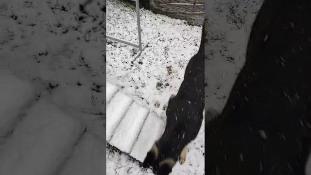 Щенок ВЕО 8 мес. - Валентлайф Черемуха - реакция на первый в жизни снег октябрь 2024г.