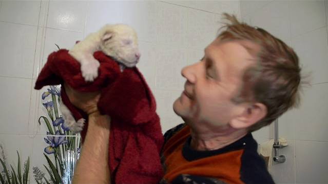 МИ-МИ-МИШНОСТЬ !Купание белых львят !!!! смотреть онлайн