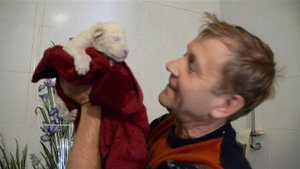 МИ-МИ-МИШНОСТЬ !Купание белых львят !!!!