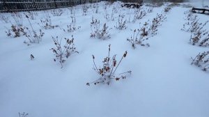 ГОЛУБИКА В СИБИРИ 2 ГОДА СПУСТЯ. УСПЕХ ИЛИ БЕСПОЛЕЗНАЯ ТРАТА ДЕНЕГ?