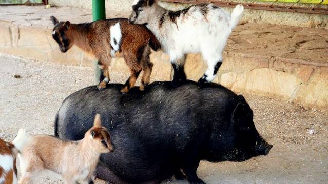 Видео для поднятия настроения !!!! смотреть онлайн