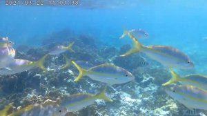 Куба 2021 Риф на Кайо Коко 22 03