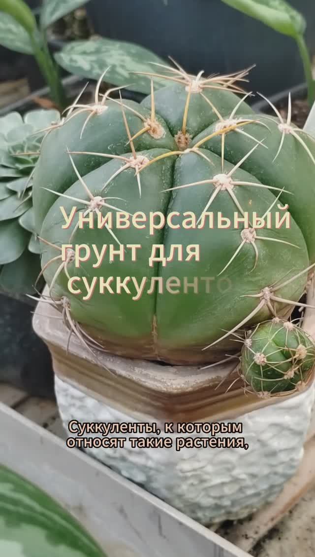 Универсальный грунт для суккулентов и кактусов #кактус #суккуленты