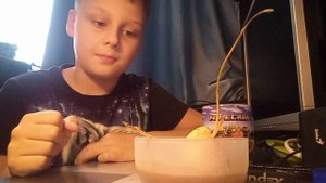 я выращиваю семечку авакада