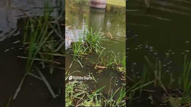 Огромный осенний окунь на микроджиг.