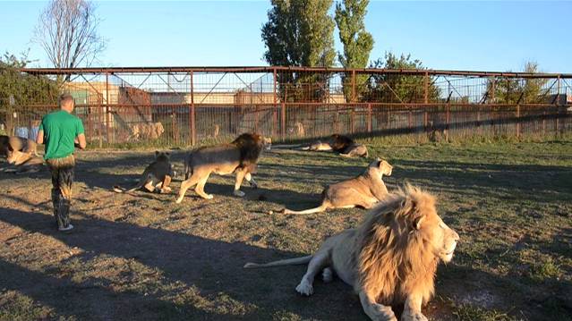 Большая четверка грозных львов и настоящий полковник ! Лев Дейл дал себя погладить !!! смотреть онлайн