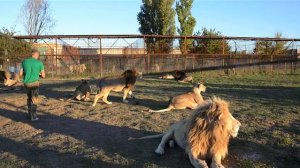 Большая четверка грозных львов и настоящий полковник ! Лев Дейл дал себя погладить !!!