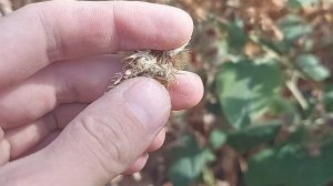 заготовка репейника для щеглов