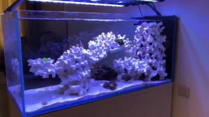 Декорации для морского аквариума