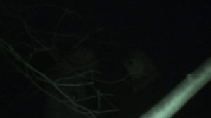 Сняли пришельцев на скрытую камеру в лесу!