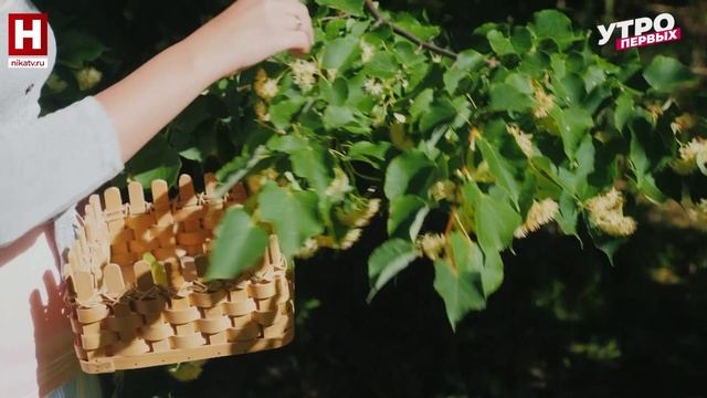 Про цвет. Липа