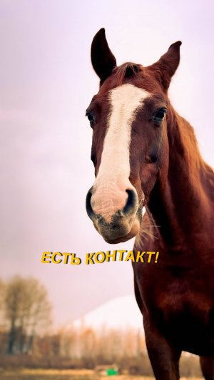 ЕСТЬ КОНТАКТ!