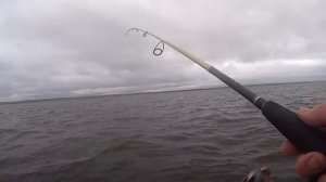 Судак и щука клюет как из пулемета.