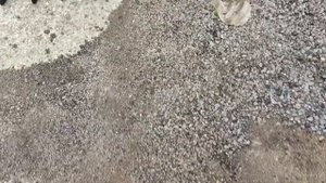 Комплект усиления задних рессор Валдай