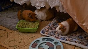 Обычный вечер у морских свинок: Белка играет, Стрелка ест траву, а Бусинка просто красивая гуляет