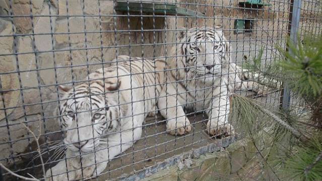 Как тигрицу Шахерезаду 'достали' и дети и муж :) смотреть онлайн