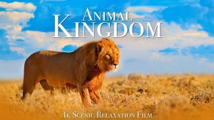 Animal Kingdom 4K - Scenic Wildlife Film With Calming Music