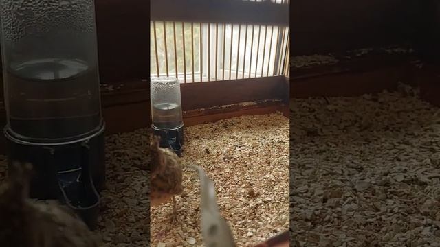 птенец хохлатого жаворонка #певчиептицы #birds #пениептиц #птицы #жаворонок #природа