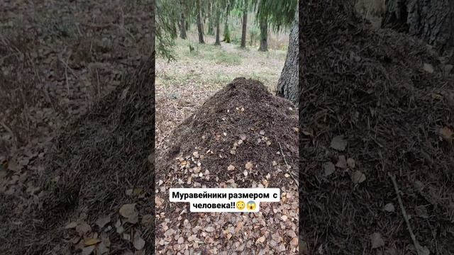 Муравейник размером с человека 😱