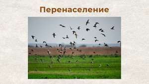 О вреде хлеба для птиц