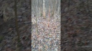 Огород на даче: Мой путь к красивому и ухоженному участку