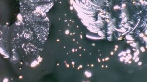 Кристализация Меновазина под микроскопом.