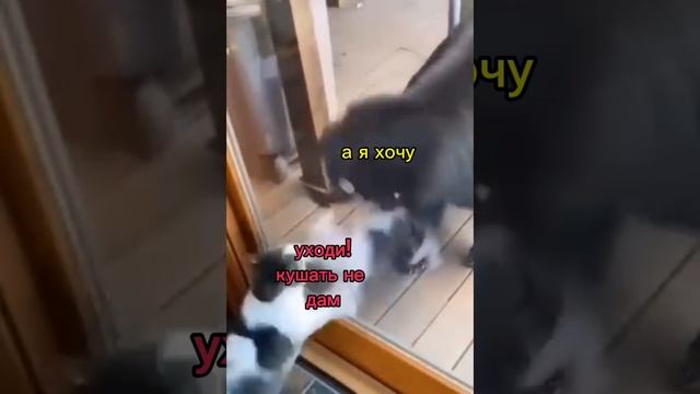 кто там ? #кот #медведь #мем #юмор #cat #bear #memes #humor #shorts #short #shortvideo #shortsvideo